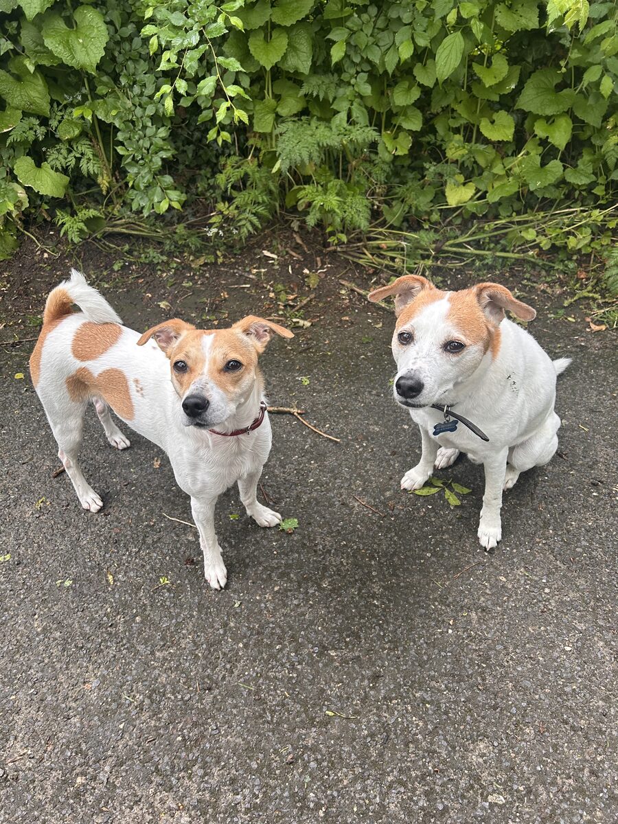 Mijn honden Roest en Friedje tijdens een wandeling